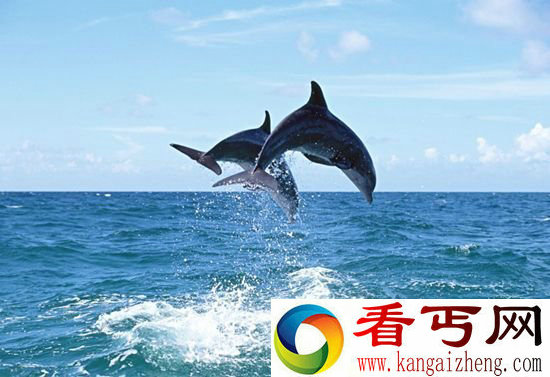 鲸目动物进化史 破解海豚基因密码