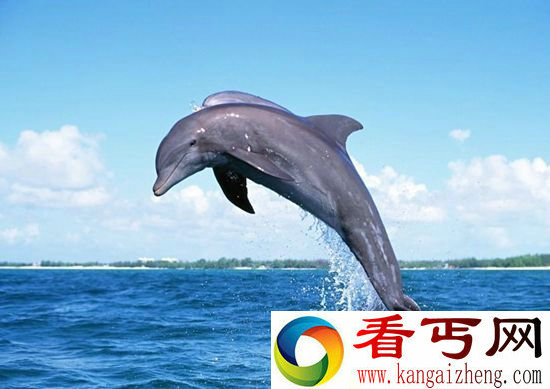鲸目动物进化史 破解海豚基因密码