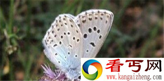 动物界交配趣事盘点 雪貂发情期不交配会死