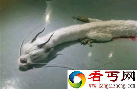 世界上仅存的三条蛟龙之一被杀 震惊世界!