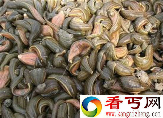 世界上最奇葩的动物 水蛭俨然外星产物!