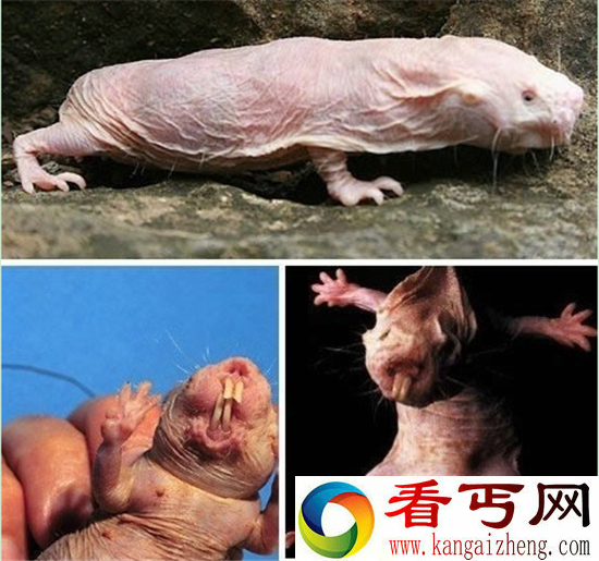 动物界最恐怖生物排行 眼镜蛇竟然不是第一