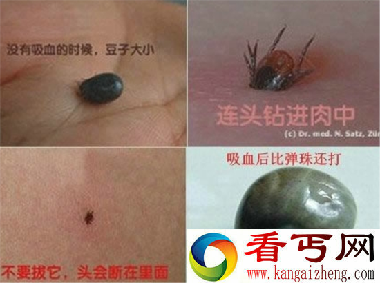 动物界最恐怖生物排行 眼镜蛇竟然不是第一
