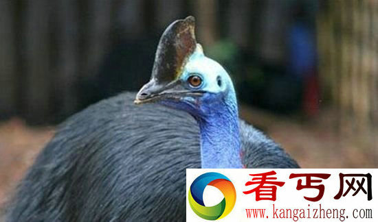 最危险的鸟类威胁人类生命 爪子锋利瞬间毙命