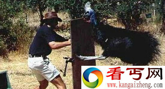 最危险的鸟类威胁人类生命 爪子锋利瞬间毙命