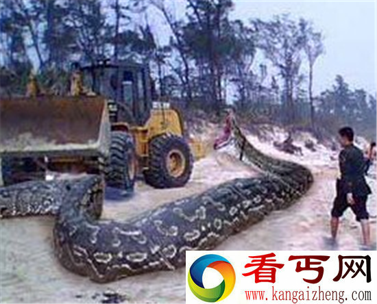 工地施工挖出史前巨兽 是巨蟒还是恐龙?