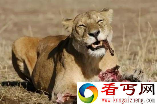 狮子会因为驱赶鬣狗放弃食物吗? 答案是不!