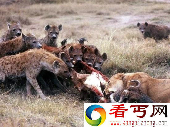 狮子会因为驱赶鬣狗放弃食物吗? 答案是不!