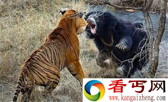 实拍老虎大战黑熊 谁才是丛林王者!