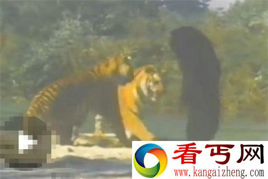 实拍老虎大战黑熊 谁才是丛林王者!