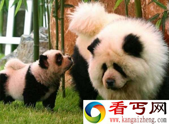 动物界的搞笑伪装大师 傻傻分不清楚