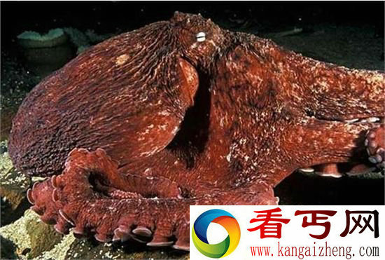 一亿年后地球新物种 沼泽章鱼的出现