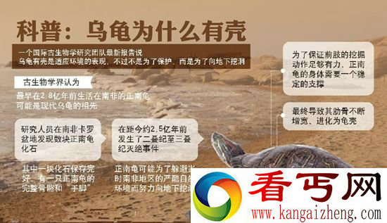 乌龟为什么有壳 不是为了保护而是为了打洞