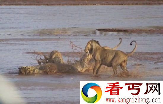 实拍凯门鳄遭狮子家族围攻 结果出乎意料!