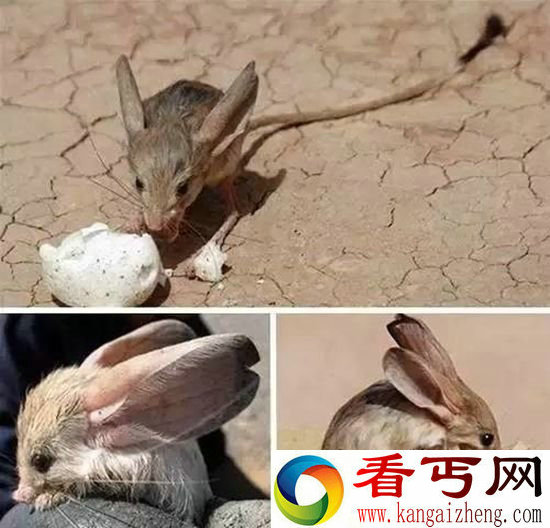 全球罕见奇特动物盘点 长相千奇百怪