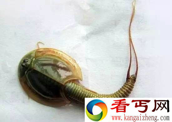 全球罕见奇特动物盘点 长相千奇百怪