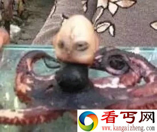 全球罕见奇特动物盘点 长相千奇百怪