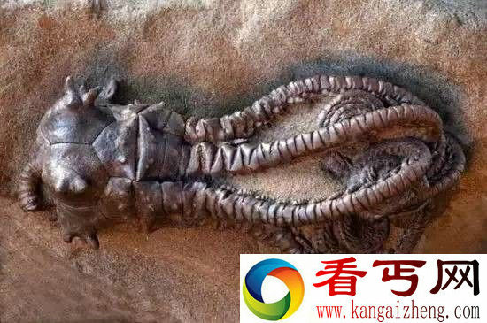 全球罕见奇特动物盘点 长相千奇百怪