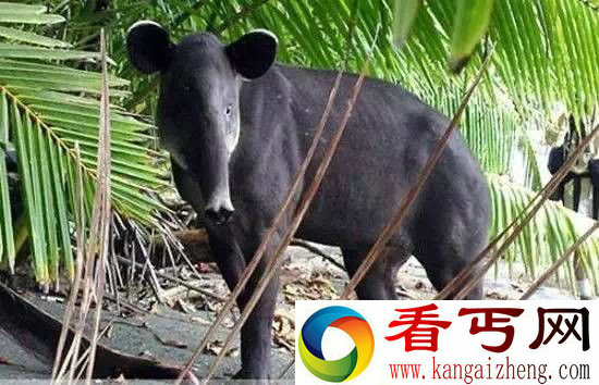 全球罕见奇特动物盘点 长相千奇百怪
