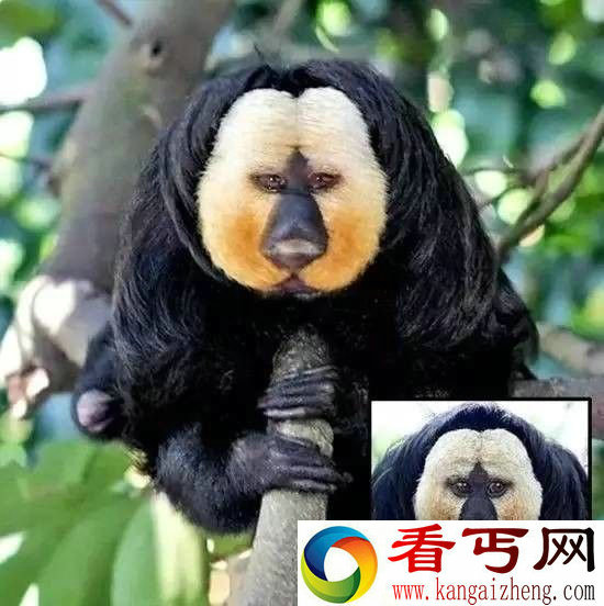 全球罕见奇特动物盘点 长相千奇百怪