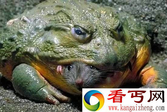 全球罕见奇特动物盘点 长相千奇百怪