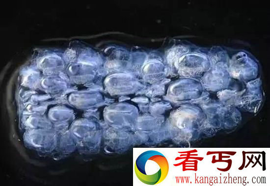 全球罕见奇特动物盘点 长相千奇百怪