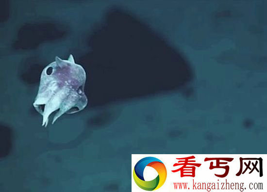 海底外星生物 深海怪异动物