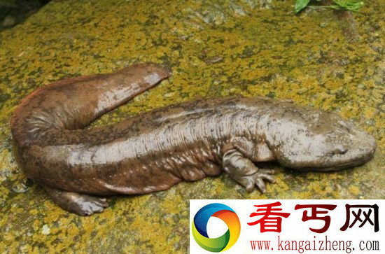 罕见动物盘点 你没见过的龙与飞象