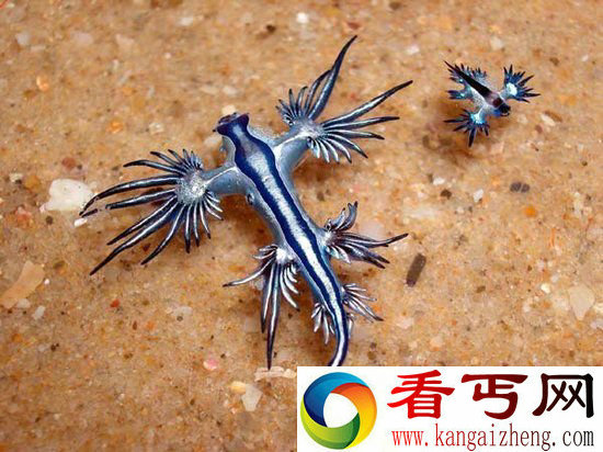 罕见动物盘点 你没见过的龙与飞象