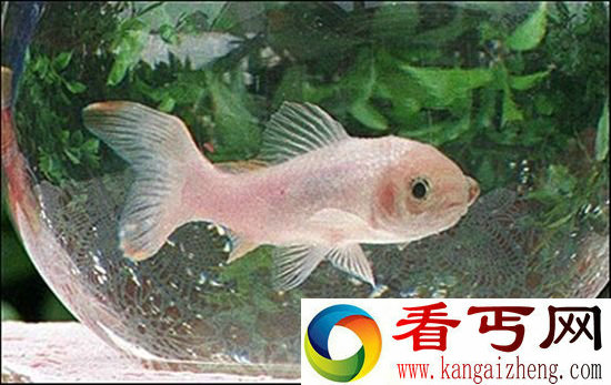 动物界里老寿星 120岁蟒蛇28岁蜘蛛
