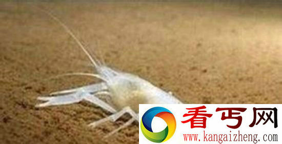 动物界的逆天存在 猪的智商或许不低于人类