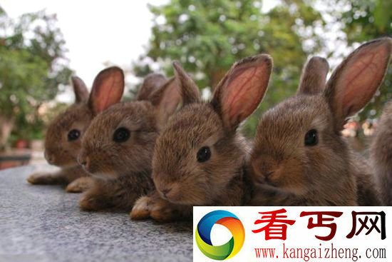 生殖技术哪家强 兔子老鼠非最强