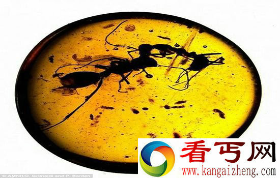 琥珀真实记录远古战争 形成时间在恐龙时期