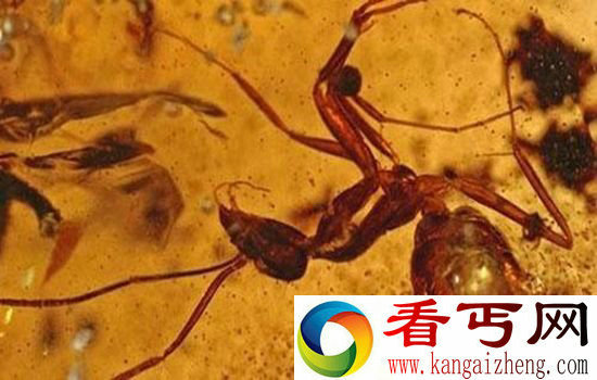 琥珀真实记录远古战争 形成时间在恐龙时期