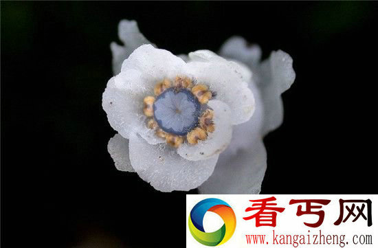 水晶兰死亡之花,稀罕的诡秘植物