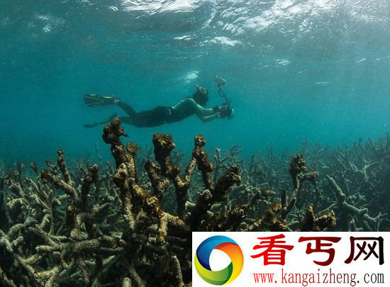 人和动物都太遭罪 携手告别最热2016好幸福