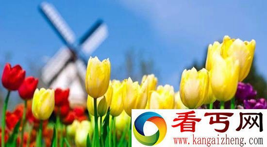 郁金香绽放南宁青秀山 花中皇后奏响春之乐章
