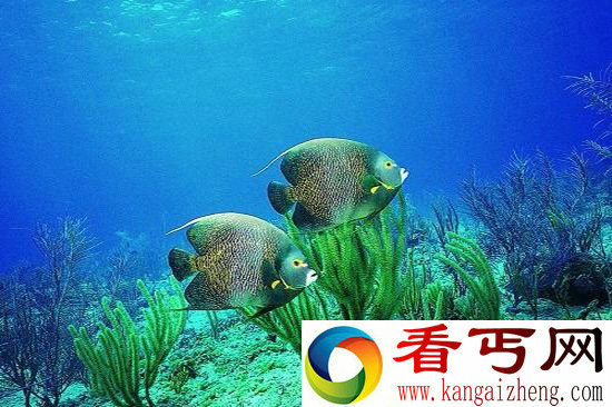 升温会破坏海洋生态 人为升温将加剧！