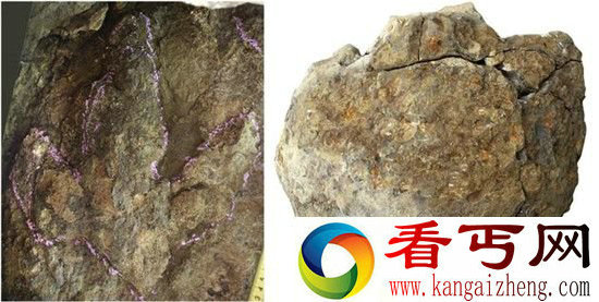 吉林延边发现大量恐龙化石 日本曾“无知”遗弃