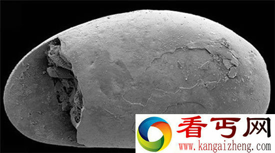 男孩意外发现罕见精子化石 竟有1700万年历史!