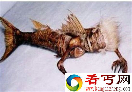 男子无意间发现3000年美人鱼化石 震惊世界!