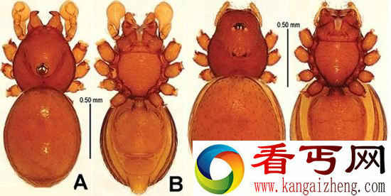 9900万年前蜘蛛化石 远古新物种盔甲蜘蛛
