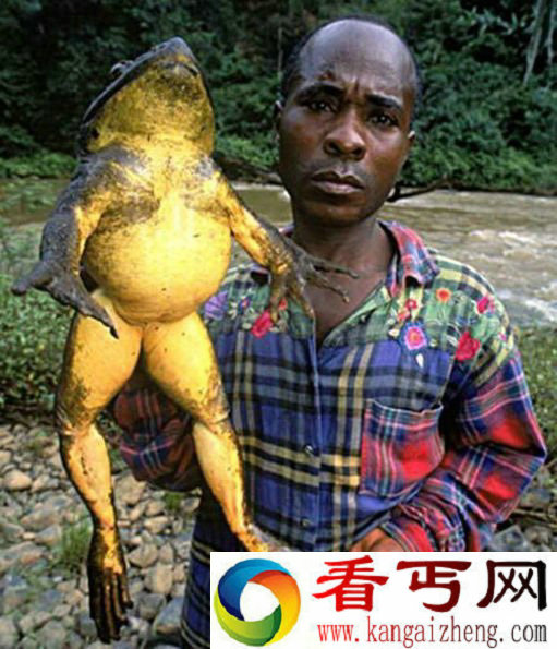 非洲巨蛙