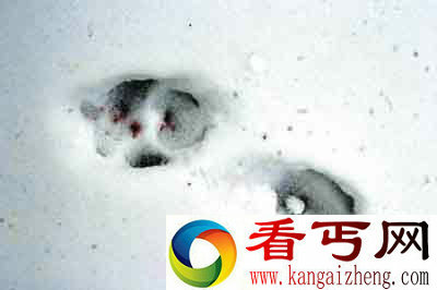 美国着名的“大脚怪”