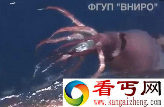 巨型鱿鱼