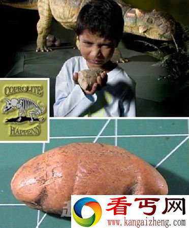 恐龙粪化石