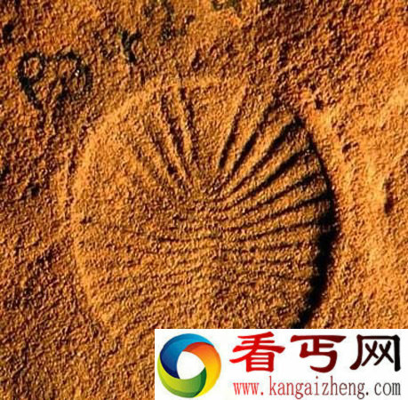 狄更逊水母化石