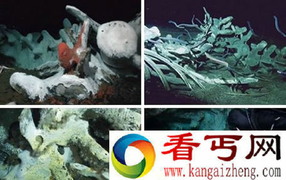 海底骨骼