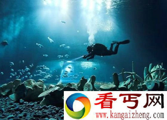 抹香鲸