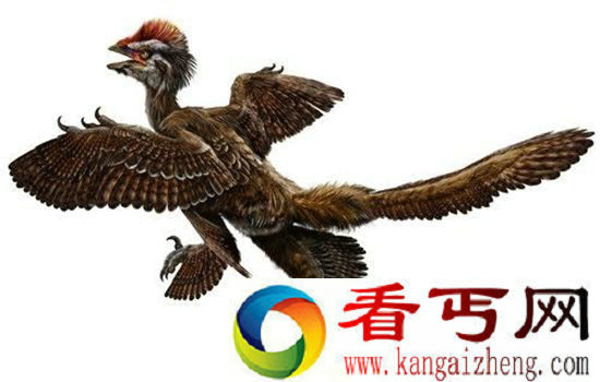 世界十大羽毛恐龙 中国千禧龙上榜